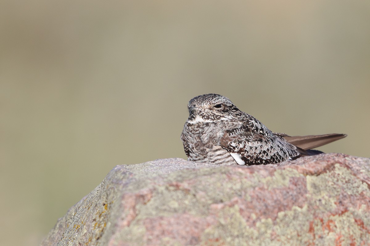 Common Nighthawk - Matt Misewicz