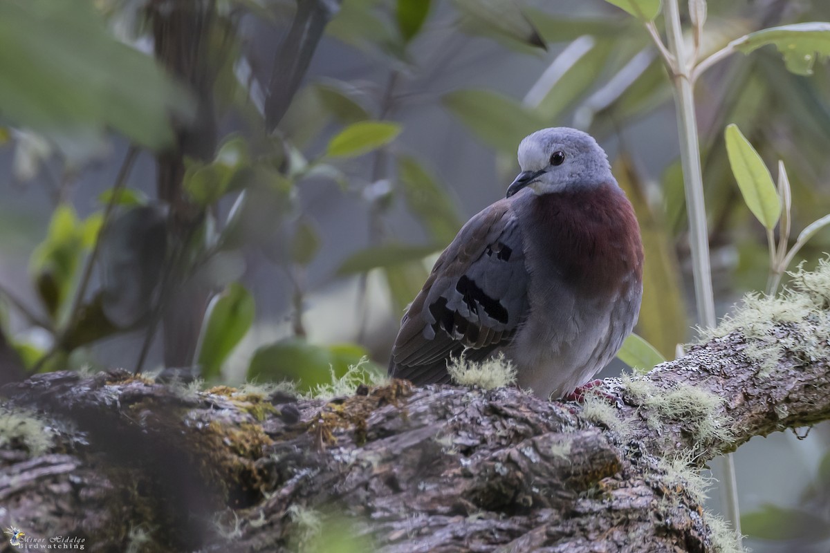 Maroon-chested Ground Dove - ML349425591