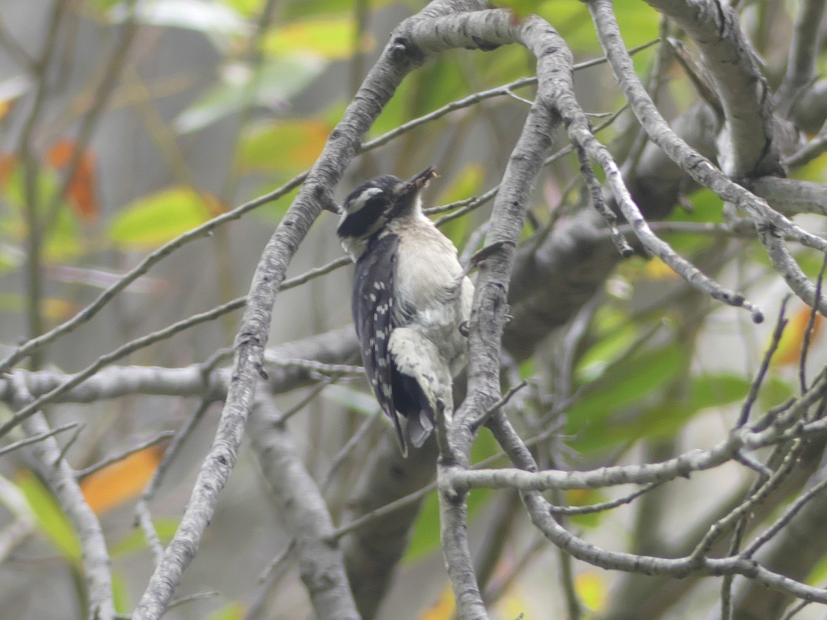 Downy Woodpecker - Peter Schneekloth