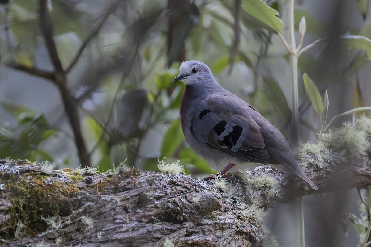 Maroon-chested Ground Dove - ML349426071