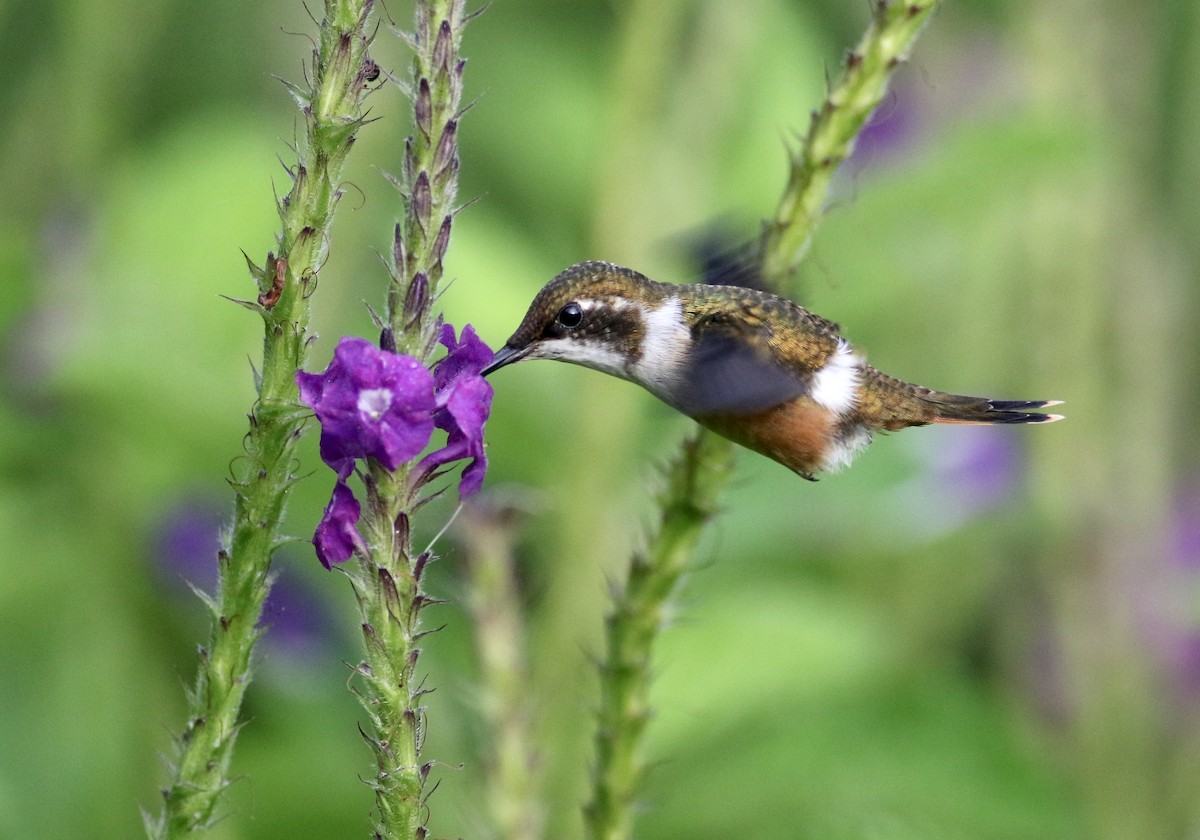 Magenta-throated Woodstar - ML349426101