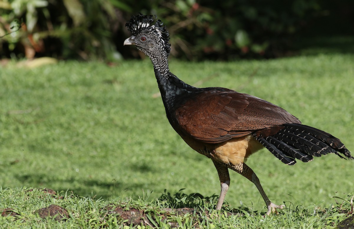 Great Curassow - Theo Staengl