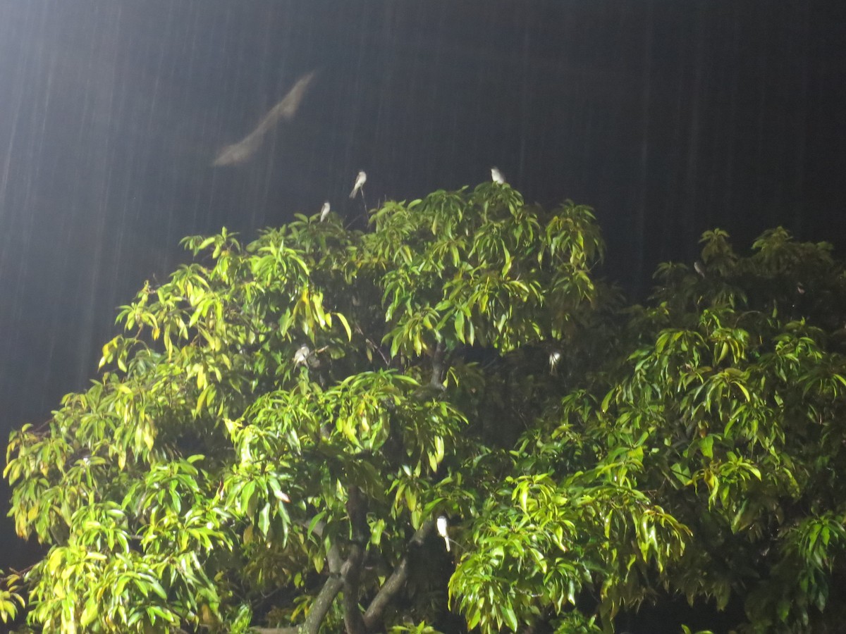 Gray Kingbird - ML34942831