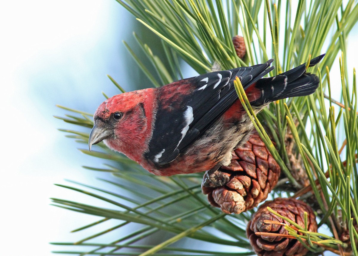 White-winged Crossbill - Jeremiah Trimble