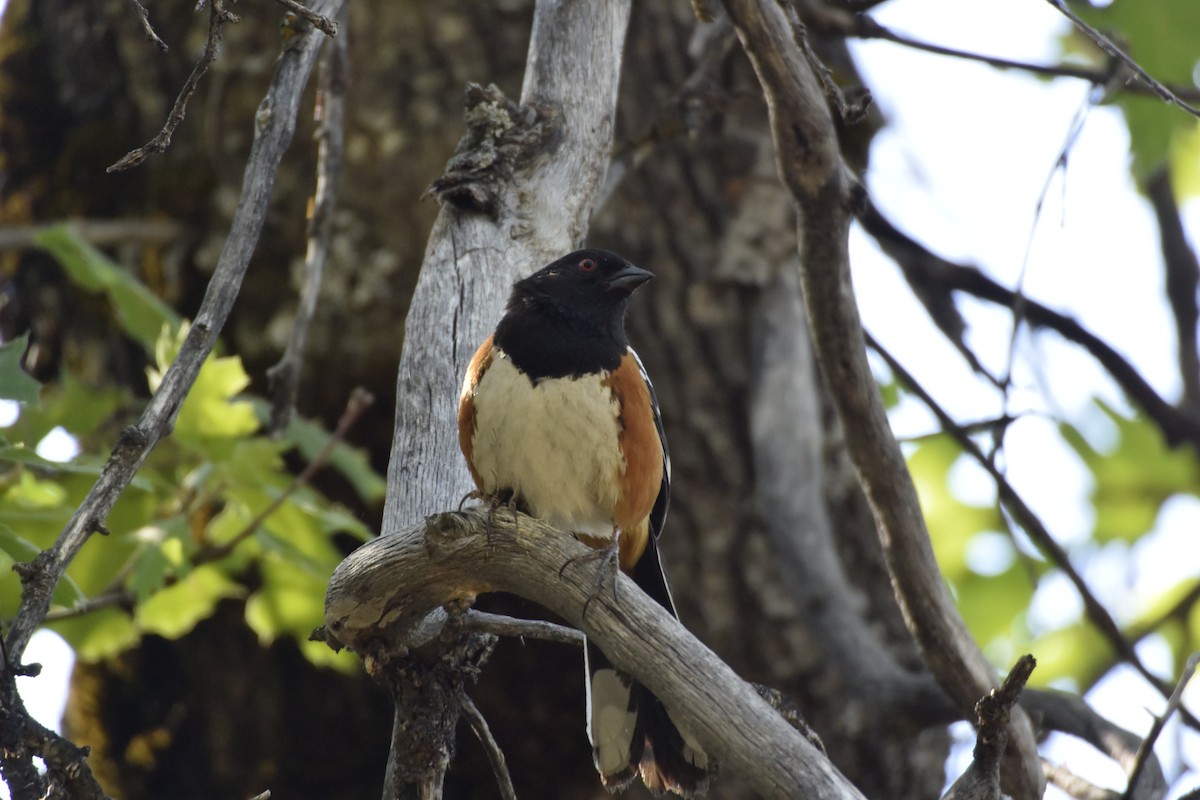 Spotted Towhee - ML349432871