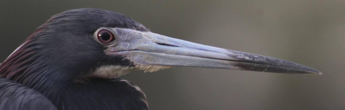 Tricolored Heron - Zealon Wight-Maier