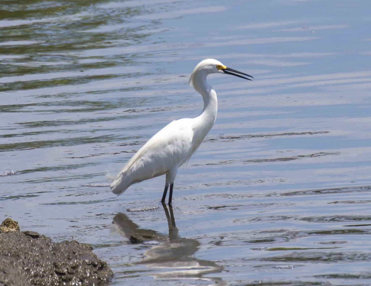 Snowy Egret - ML349434391