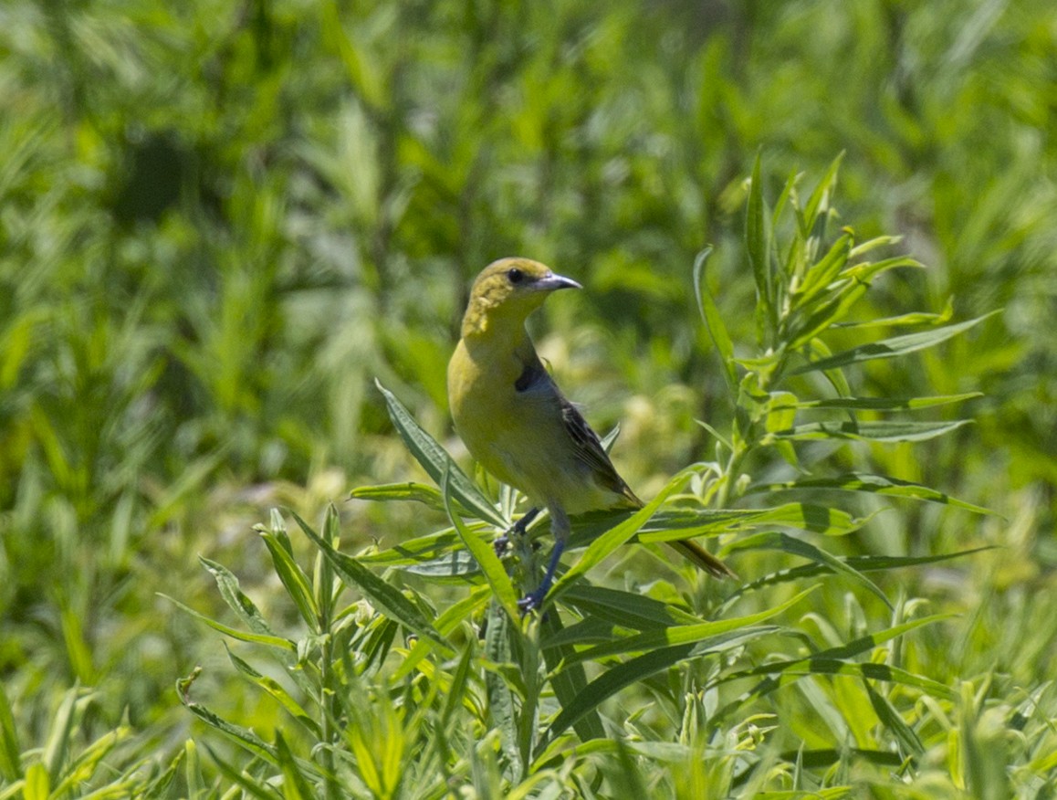 Orchard Oriole - ML349434421