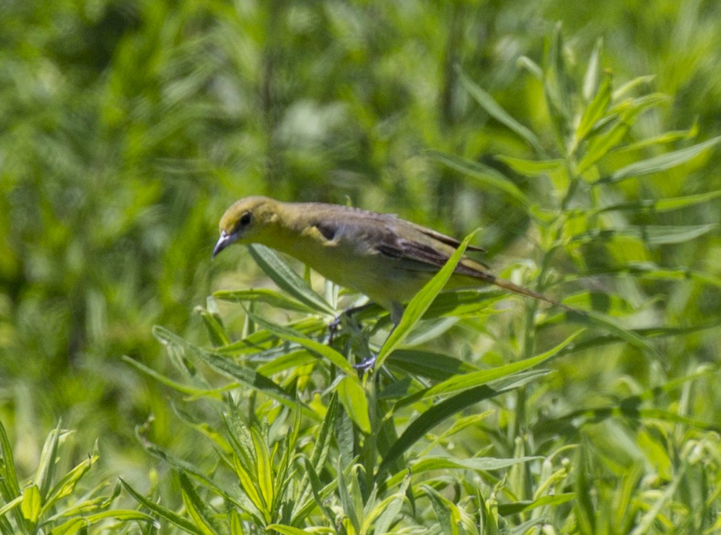 Orchard Oriole - ML349434441