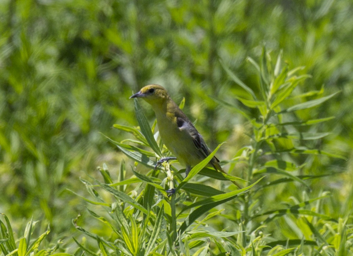 Orchard Oriole - ML349434451