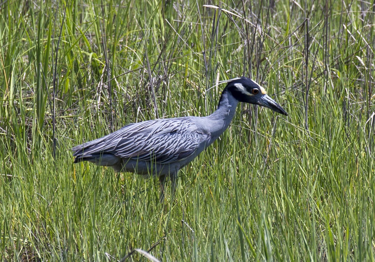 Yellow-crowned Night Heron - ML349434481