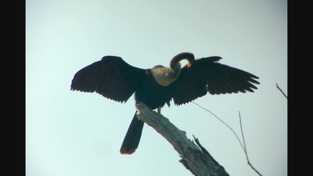 Amerika-Schlangenhalsvogel - ML349435311