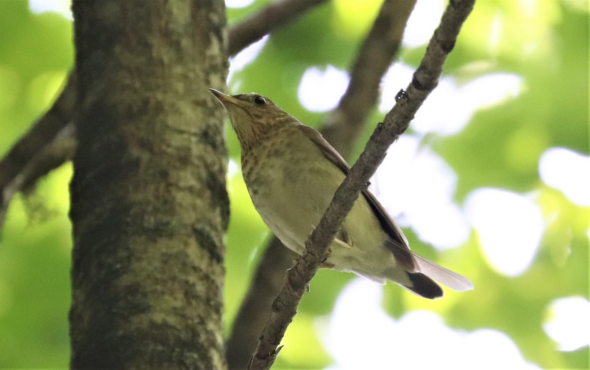 Swainson's Thrush - ML349435641