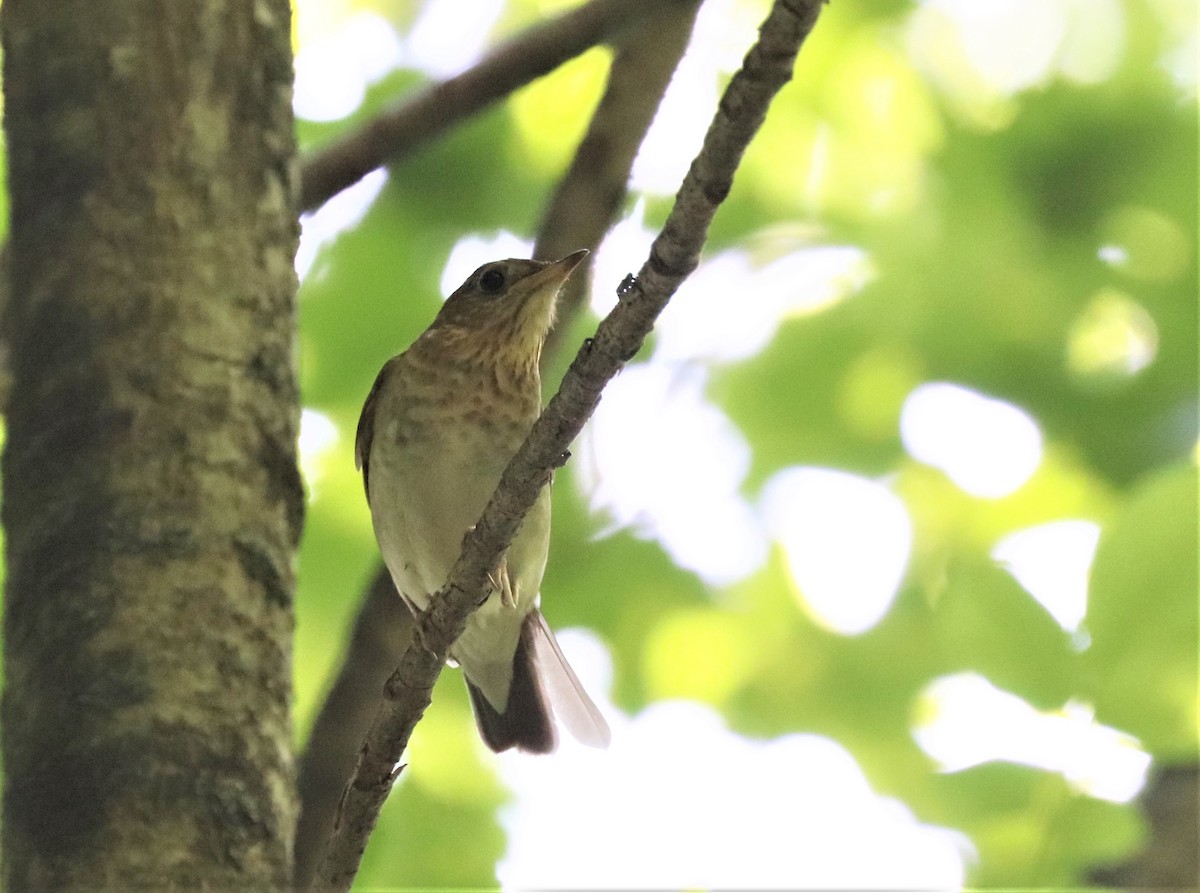 Swainson's Thrush - ML349435651