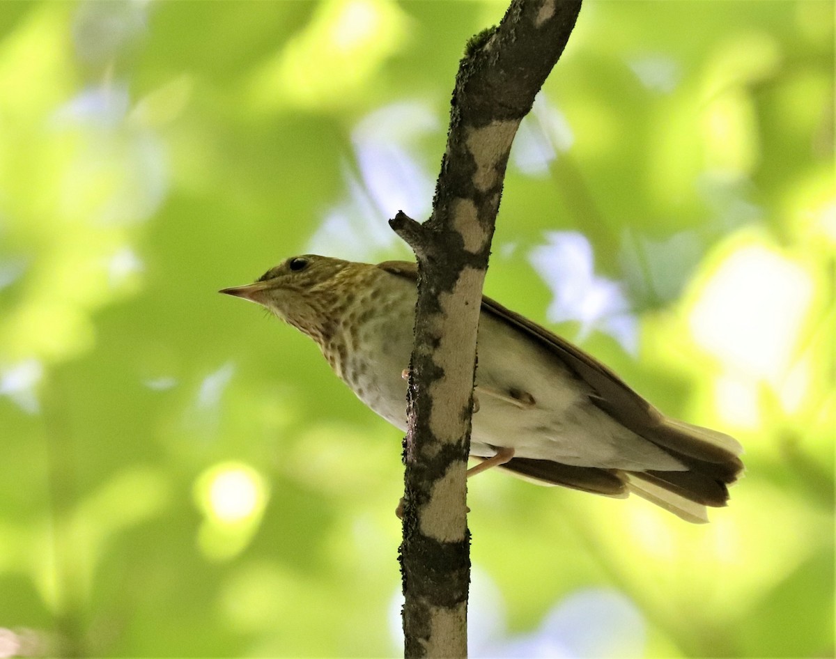 Swainson's Thrush - ML349435671