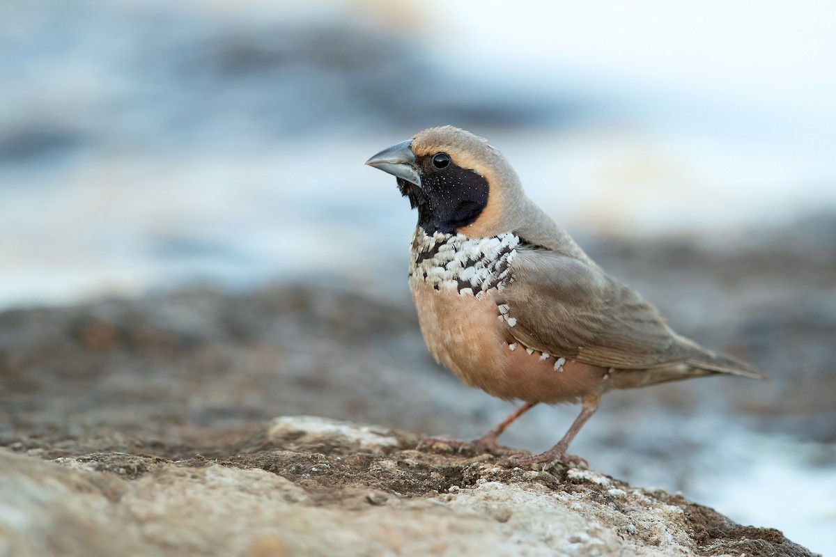 Pictorella Munia - David Irving