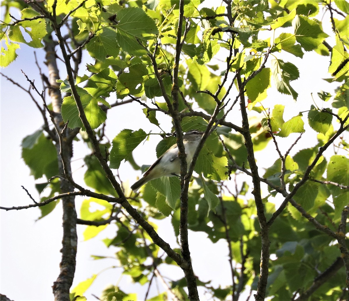 Red-eyed Vireo - Lynda Noel