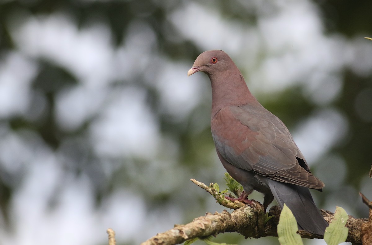 Red-billed Pigeon - ML349436321