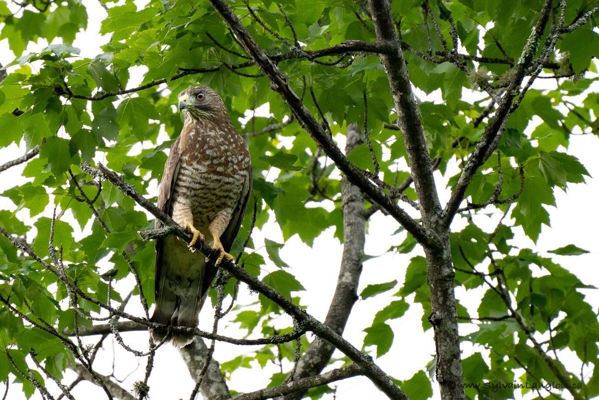 Broad-winged Hawk - ML349436621