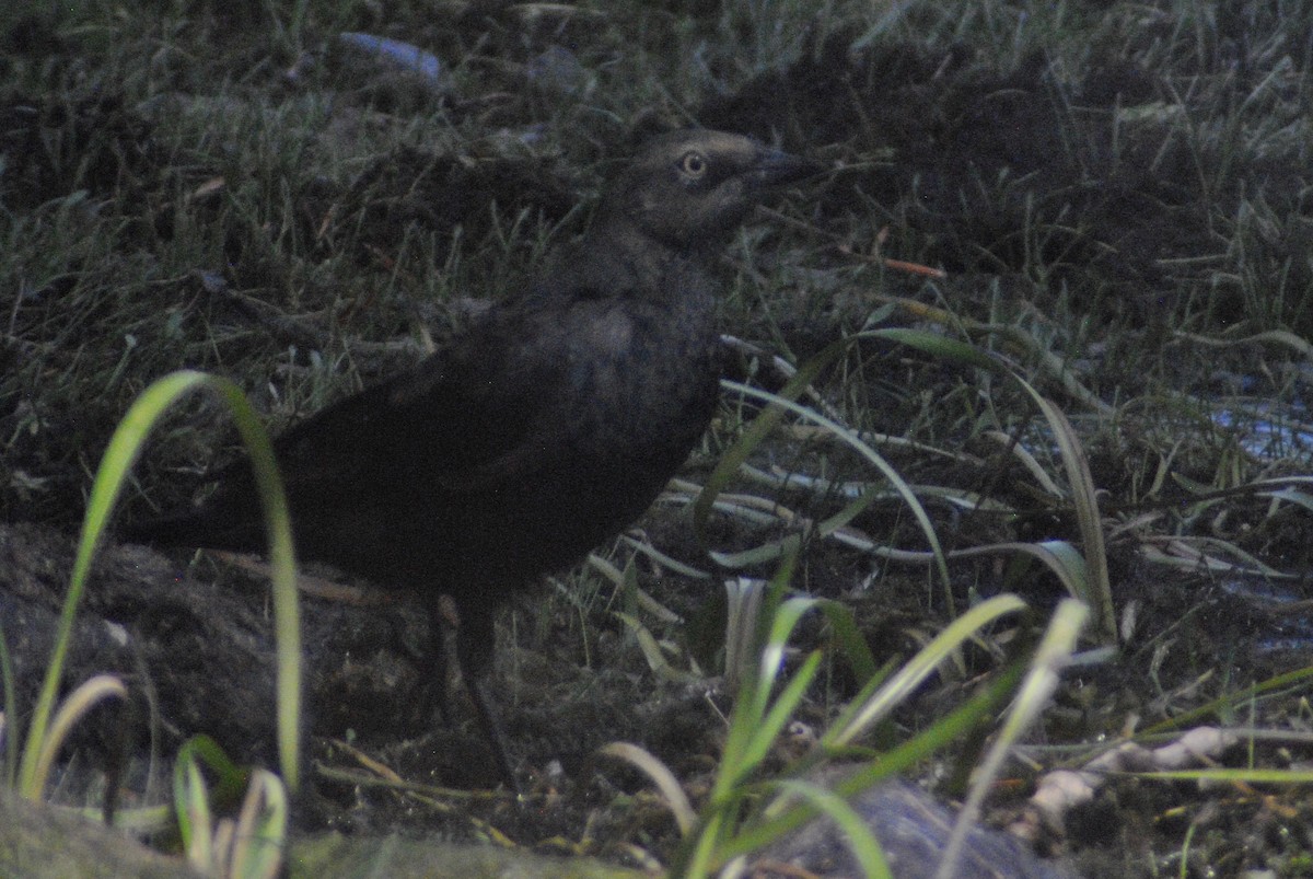 Brewer's Blackbird - ML34943781