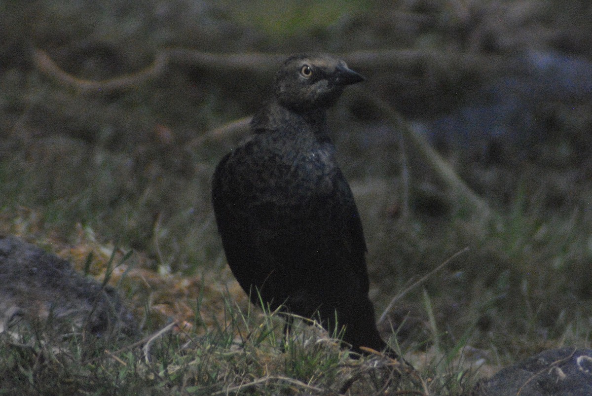 Brewer's Blackbird - ML34943801