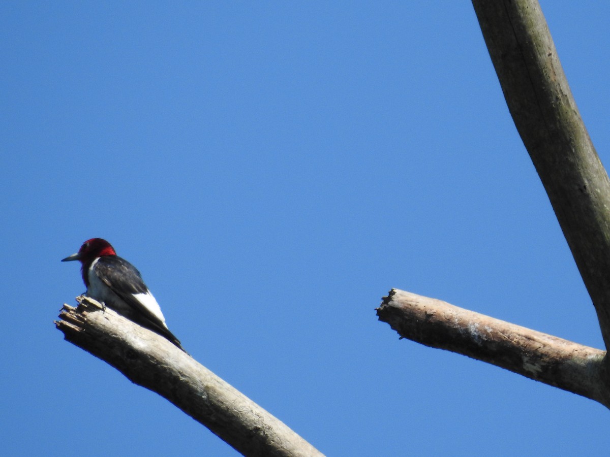 Red-headed Woodpecker - ML349438061