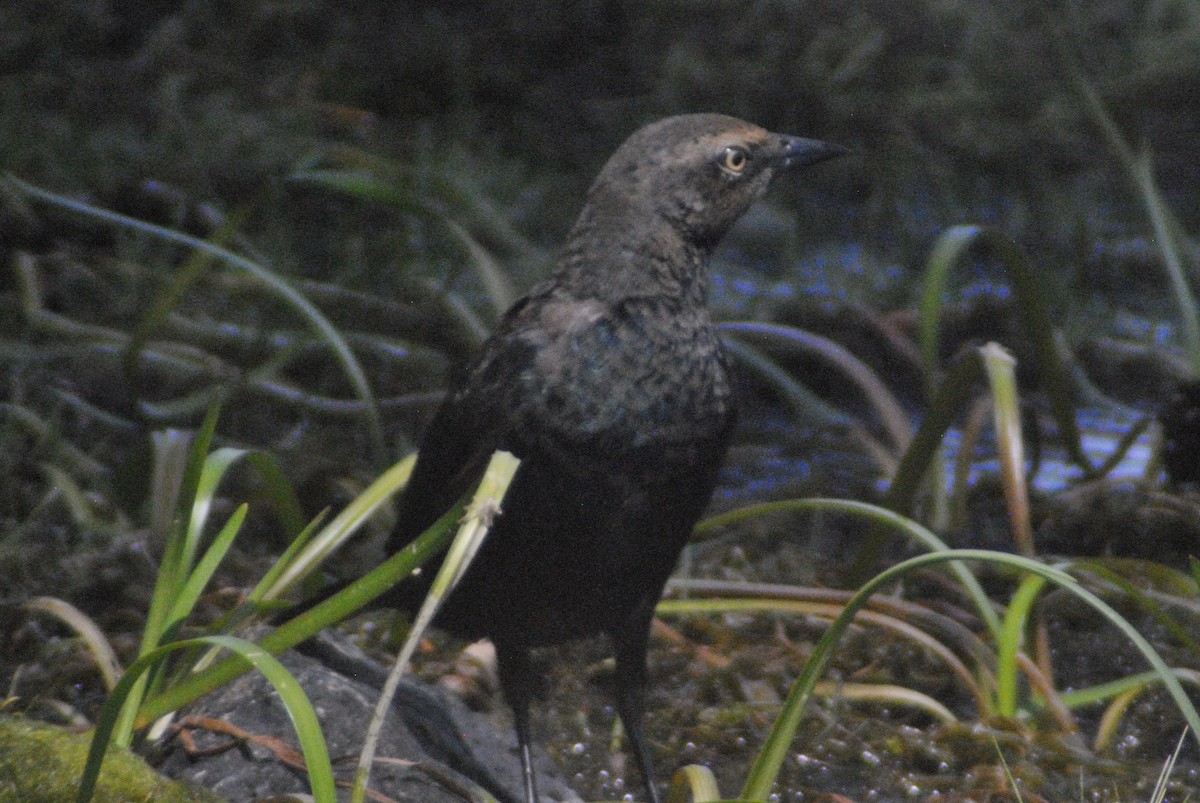 Brewer's Blackbird - ML34943811