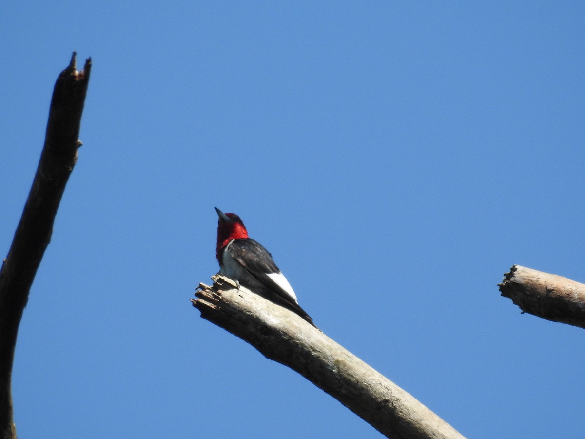 Red-headed Woodpecker - ML349438151