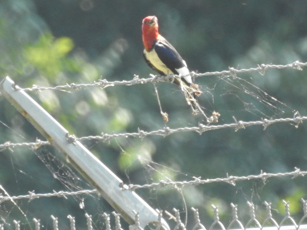 Red-headed Woodpecker - ML349438191