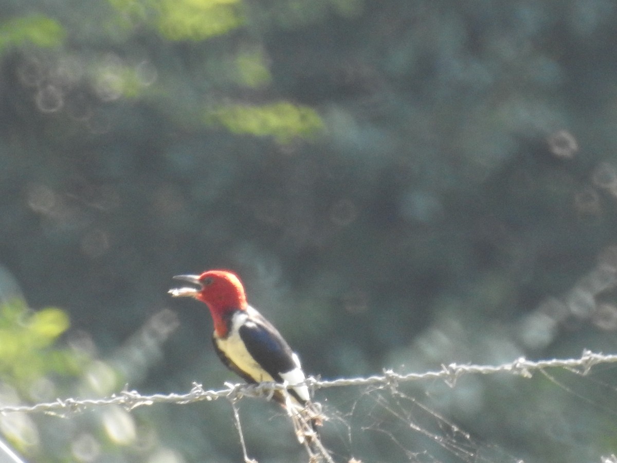 Red-headed Woodpecker - ML349438201