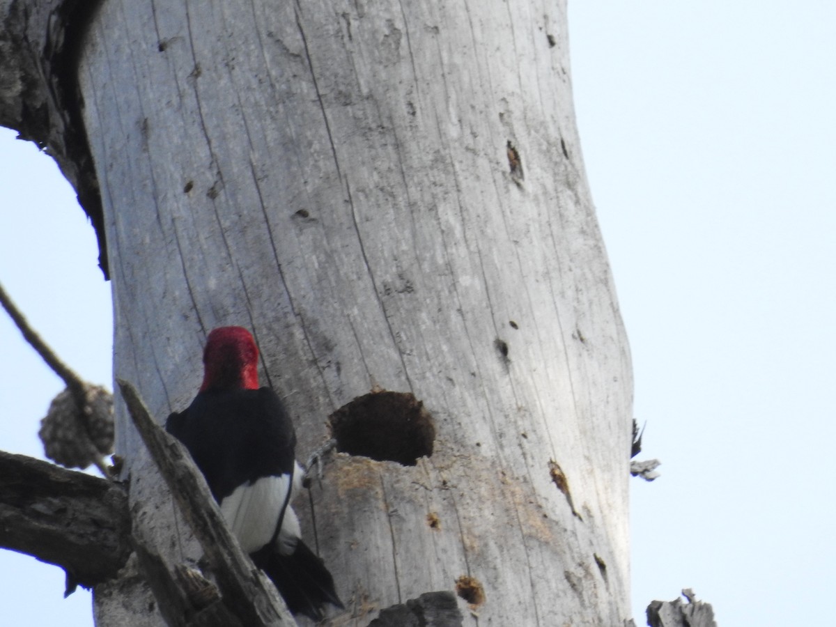 Red-headed Woodpecker - ML349438211