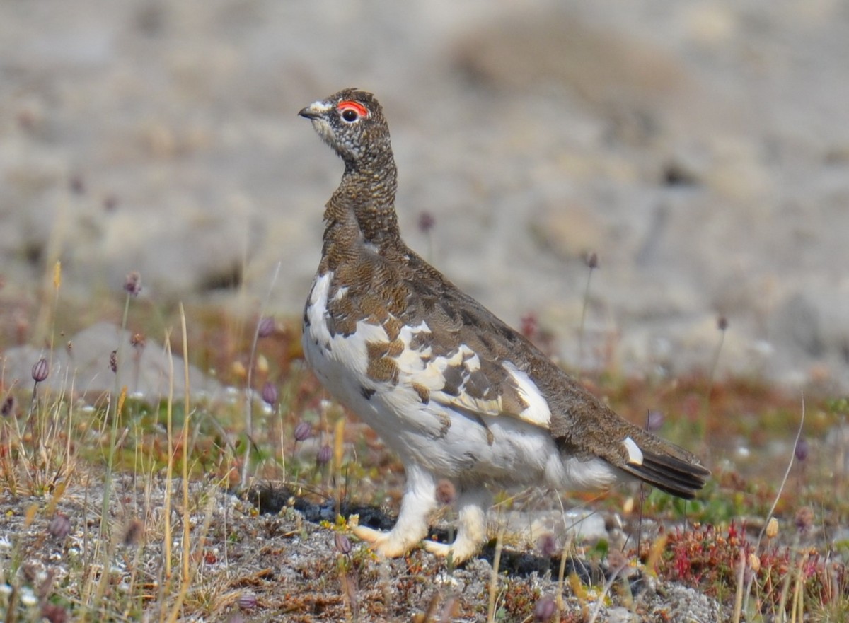 Rock Ptarmigan - Mark Davidson