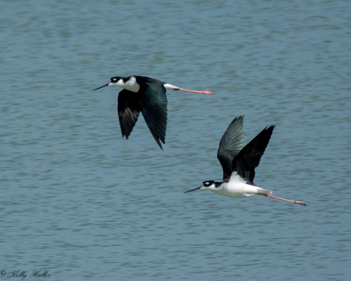 Black-necked Stilt - Kelly Haller