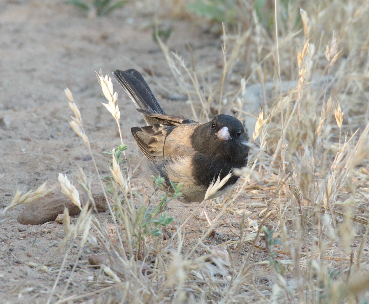 Dark-eyed Junco - ML349442751