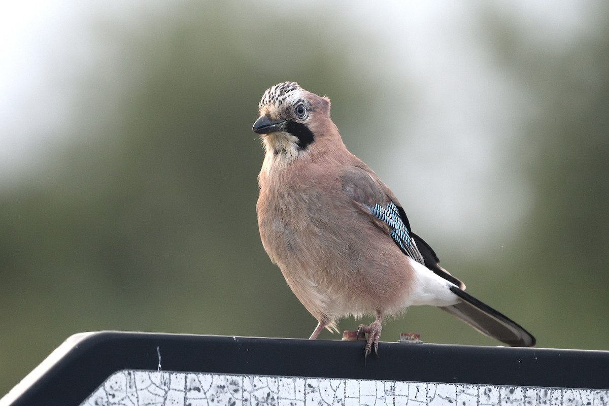 Eurasian Jay - ML349443601