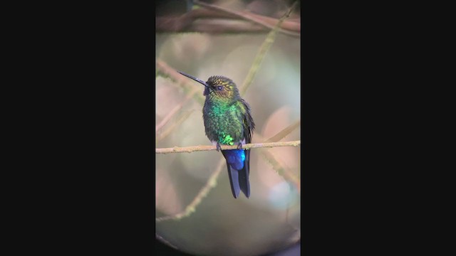 Glowing Puffleg - ML349444831