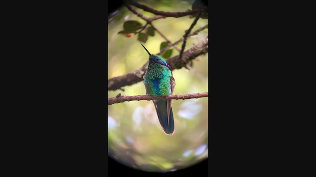kolibřík modrolící - ML349445381
