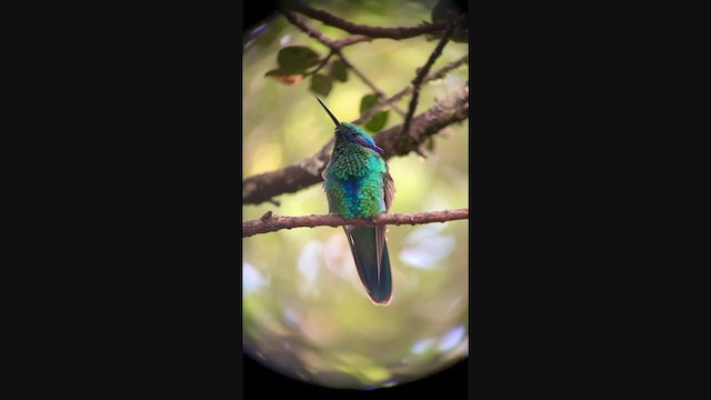 Colibrí Rutilante - ML349445381