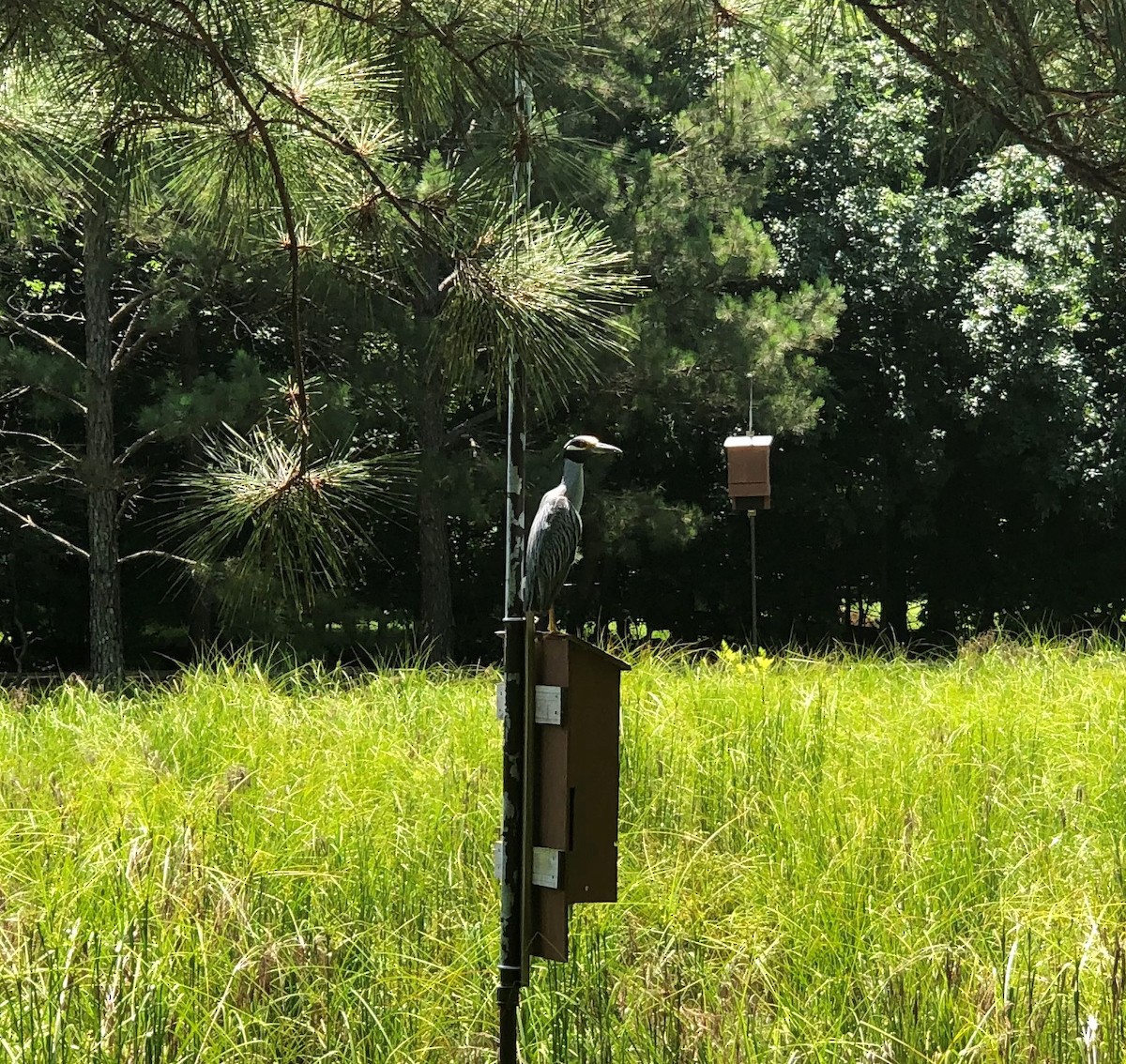 Yellow-crowned Night Heron - James Swanson