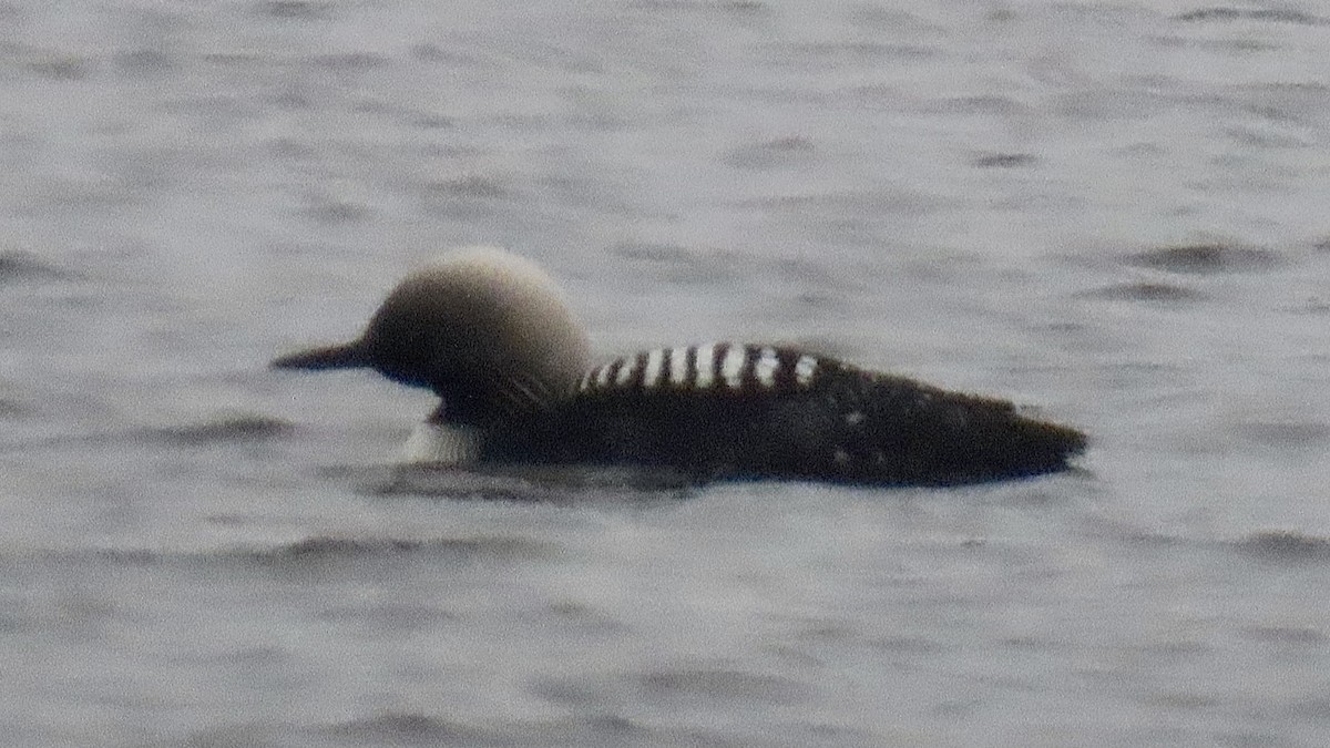 Pacific Loon - ML349451581