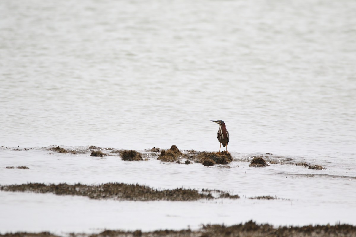 Green Heron - Melissa Ludwig