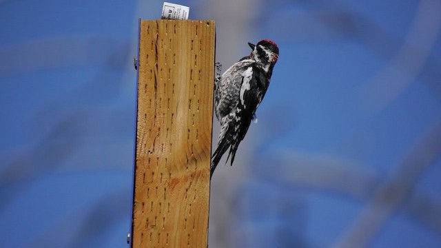 Red-naped Sapsucker - ML349453291