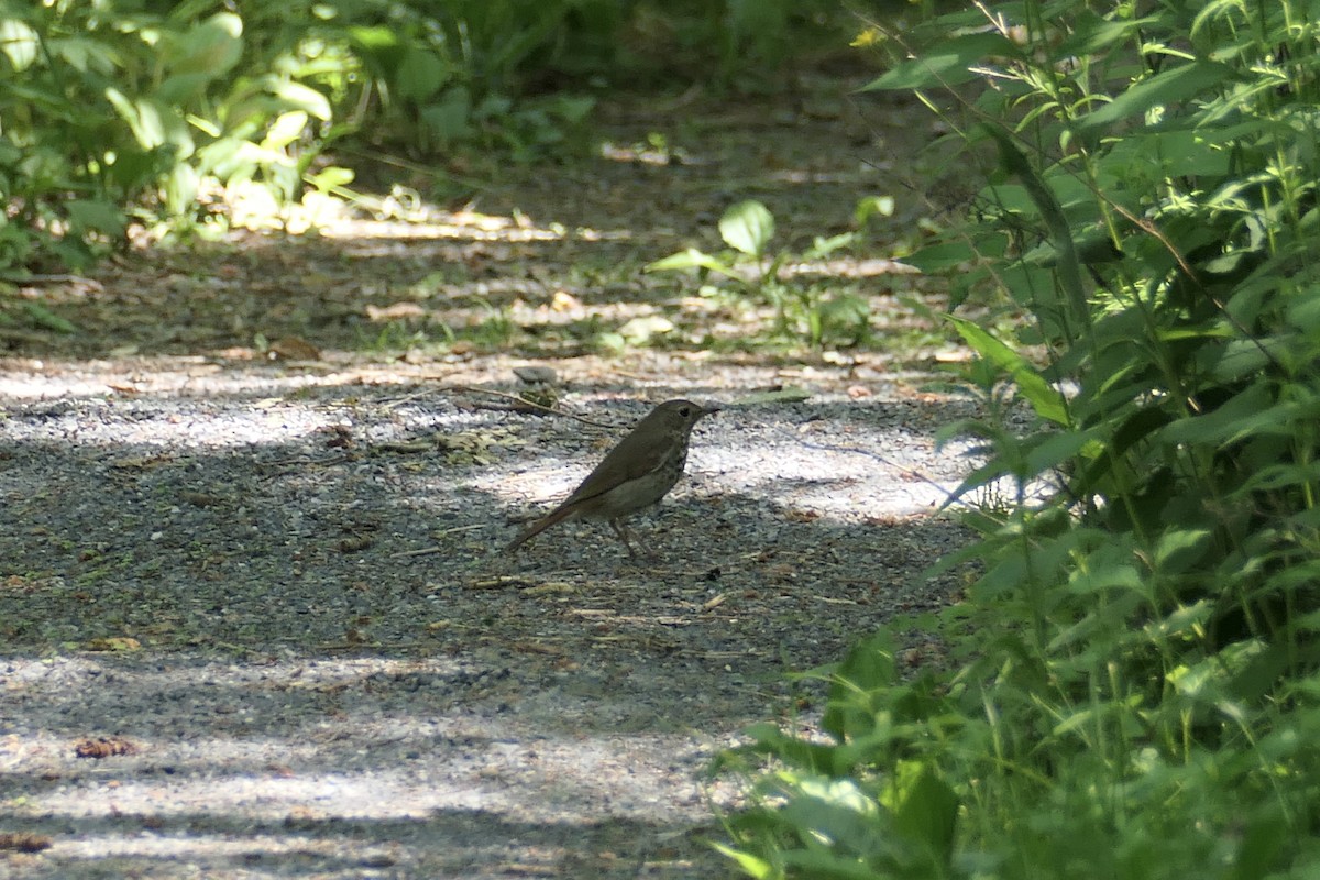 Hermit Thrush - lyne guillemette