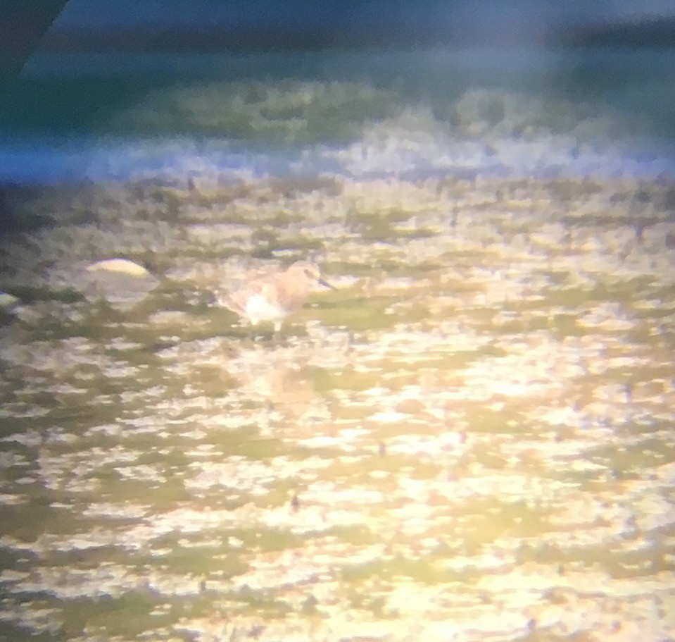 Baird's Sandpiper - ML34945401