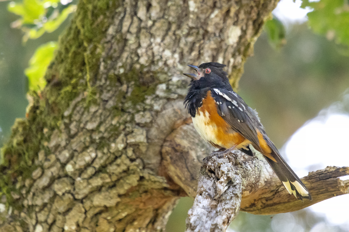 Spotted Towhee - David Badke