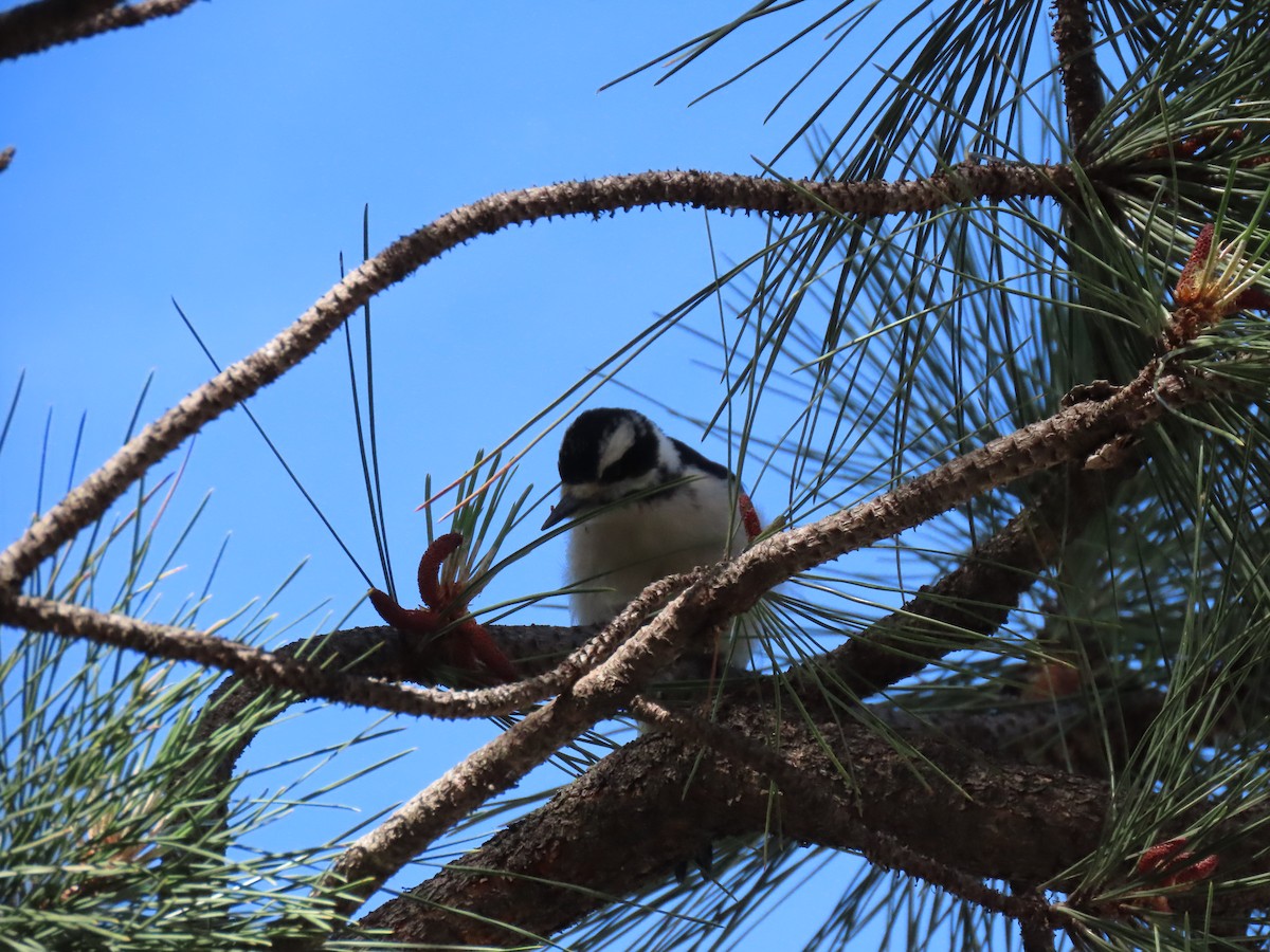 Hairy Woodpecker - ML349454341