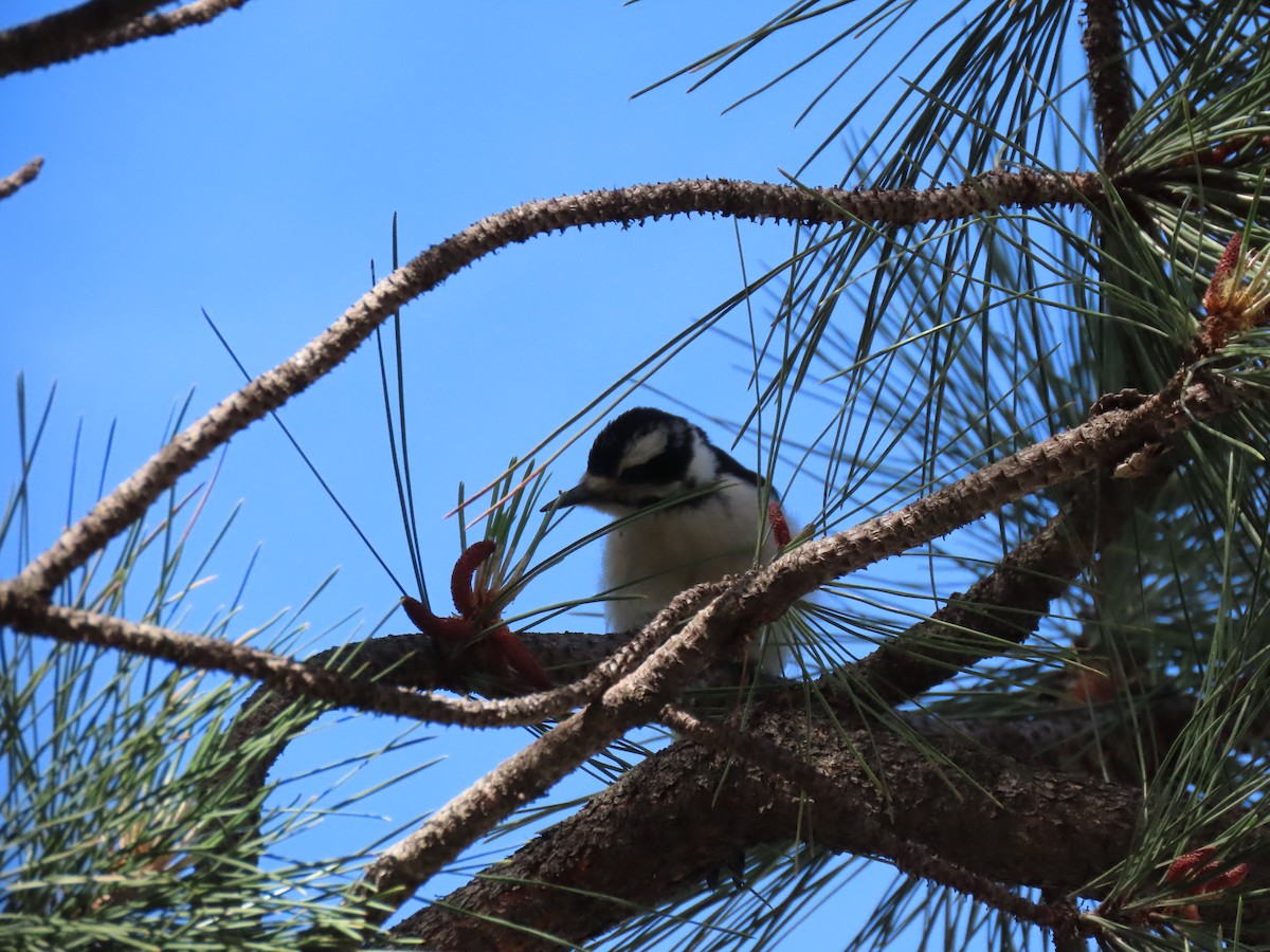 Hairy Woodpecker - ML349454361