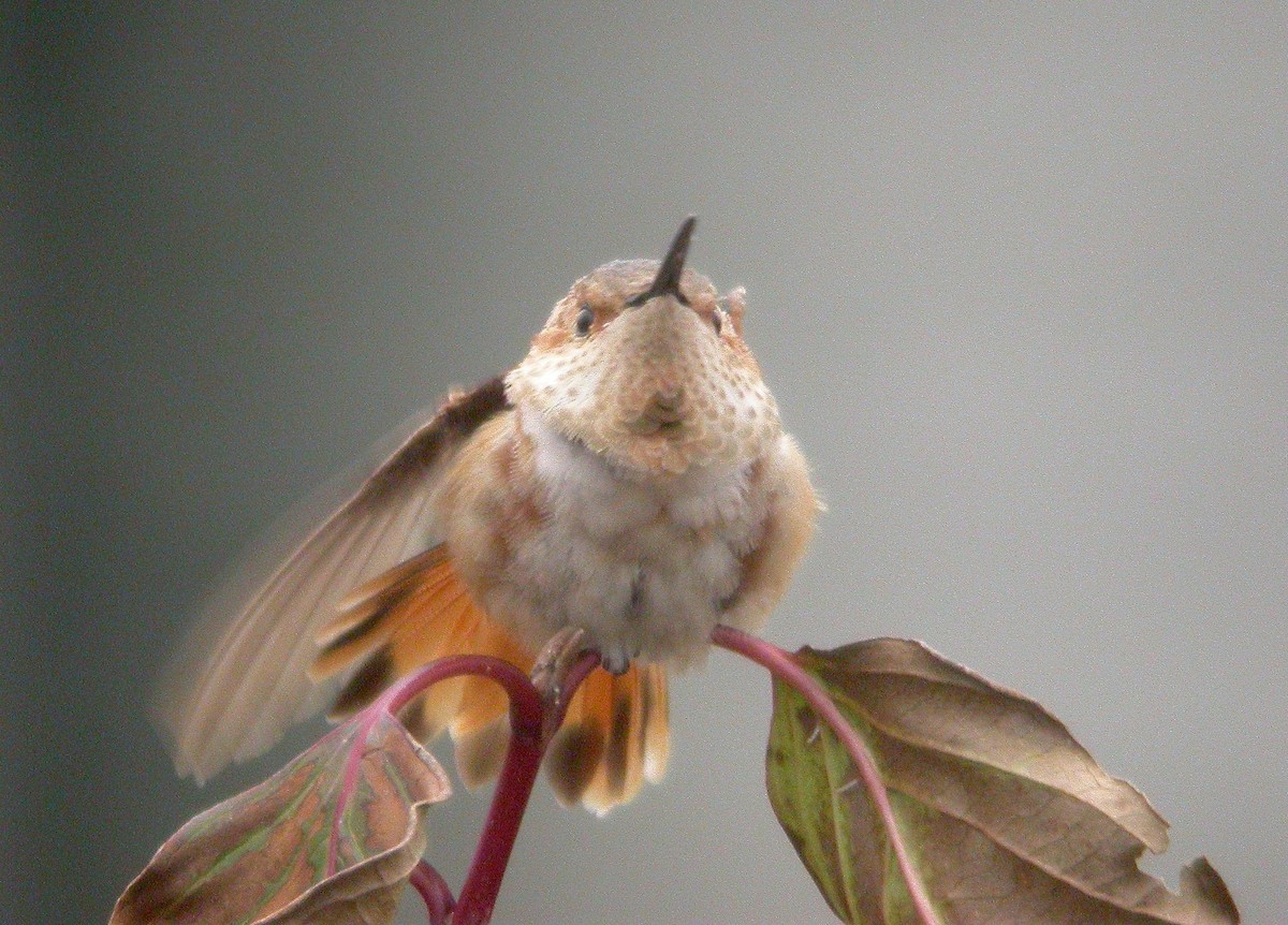 Allen's Hummingbird - ML34945481