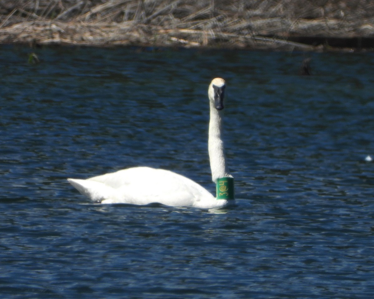 Trumpeter Swan - ML349455431