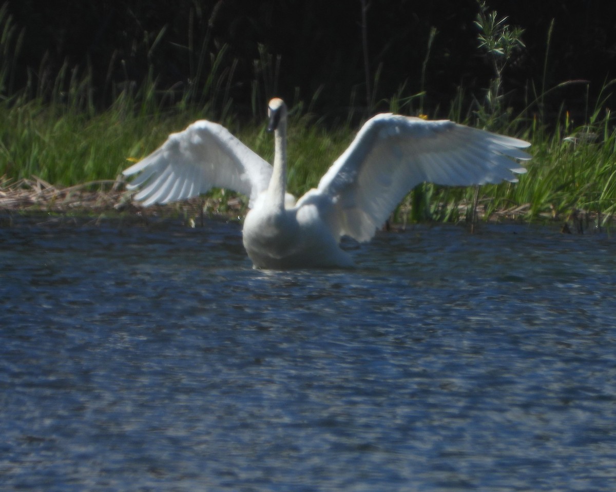 Trumpeter Swan - ML349455491